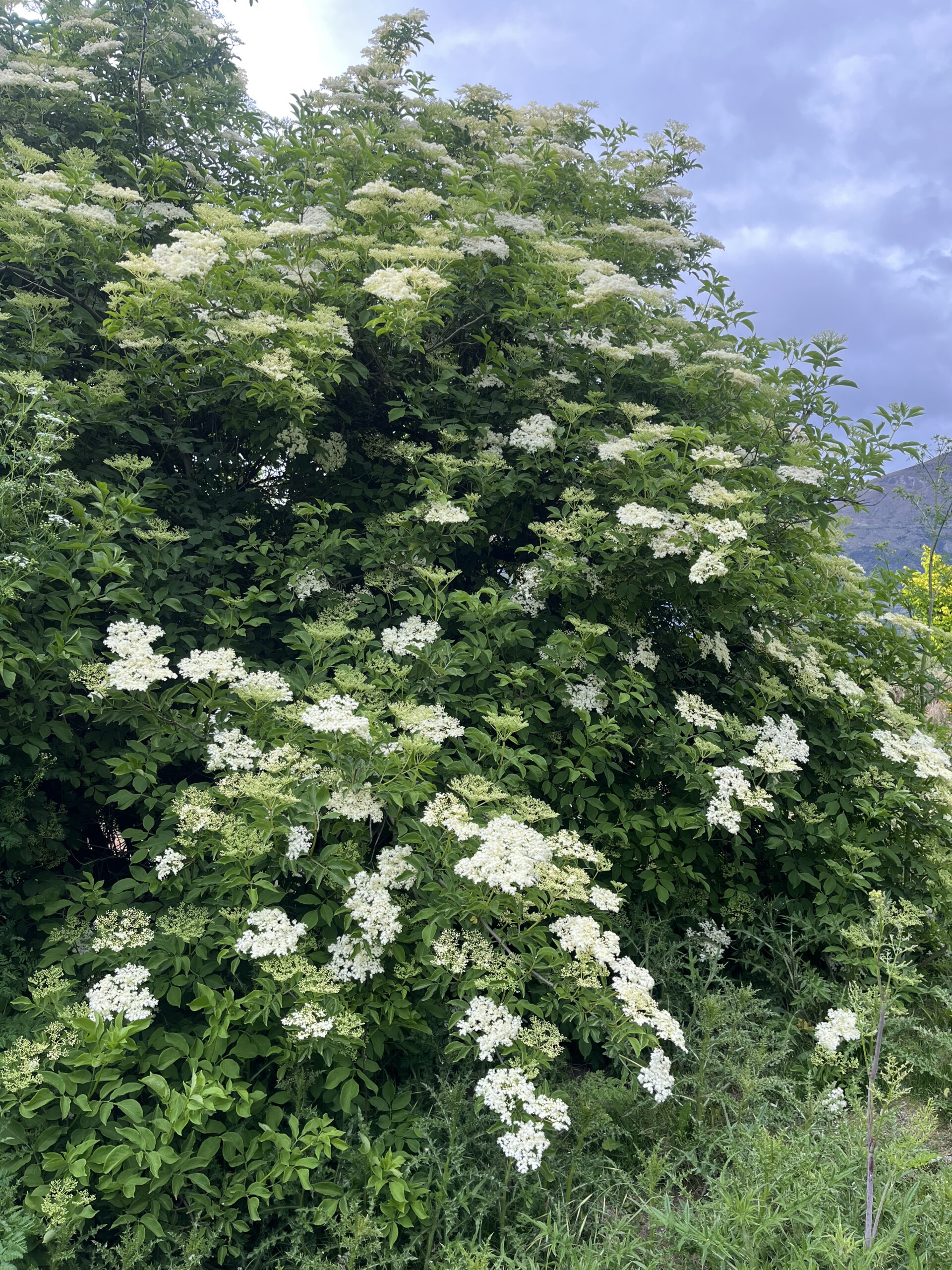 エルダーフラワー