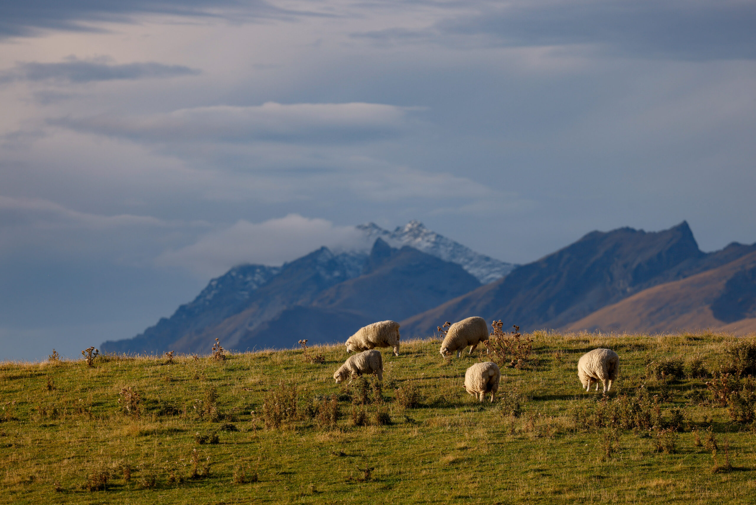 ニュージーランドってどんなところ？