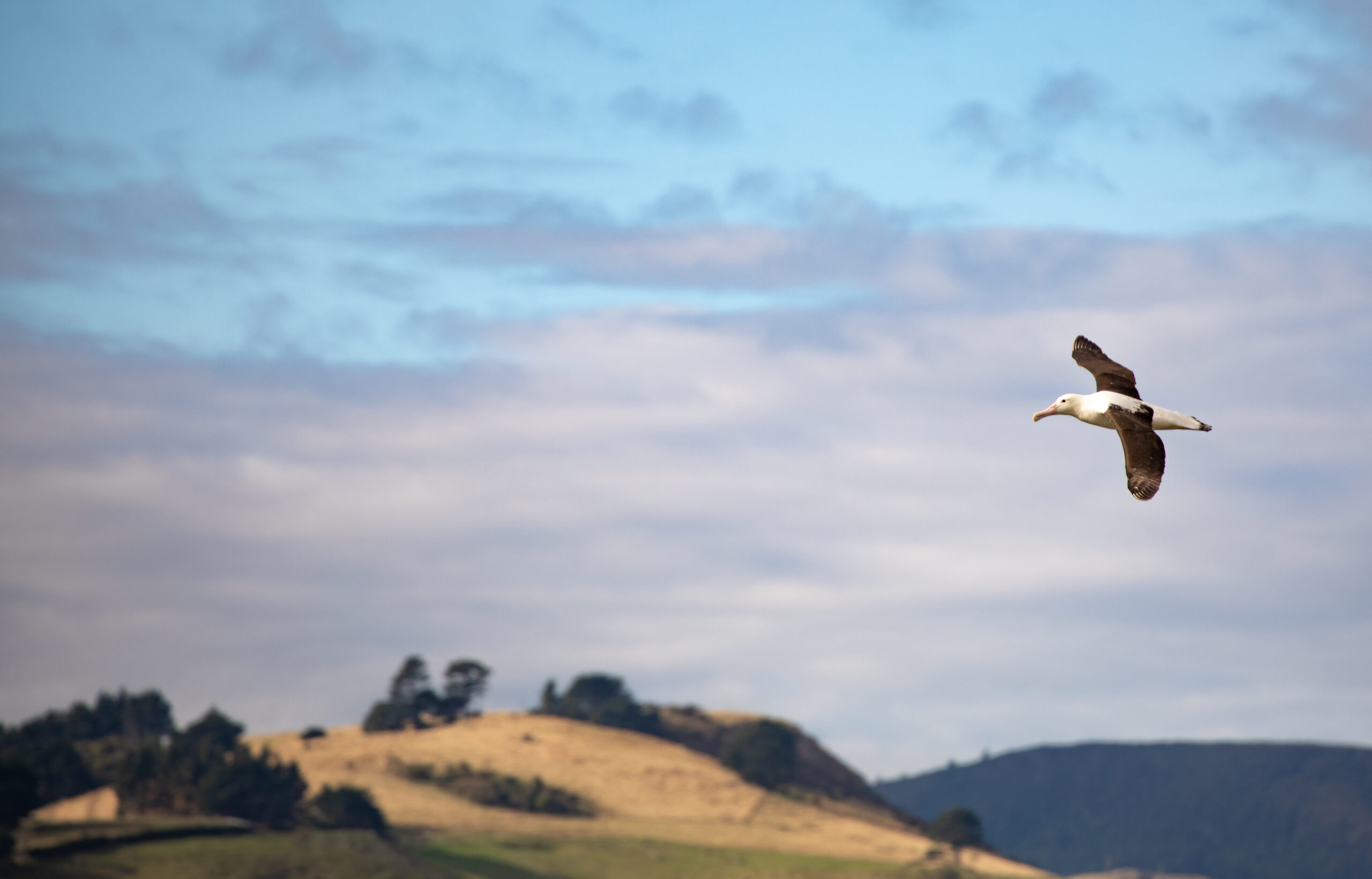 CONTACT - 蚕己ブログ