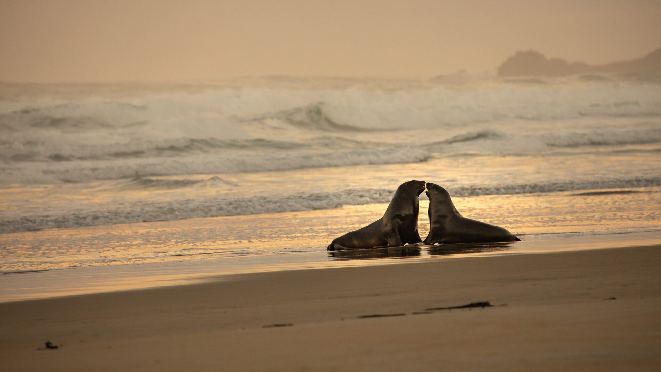 Category - 蚕己ブログ