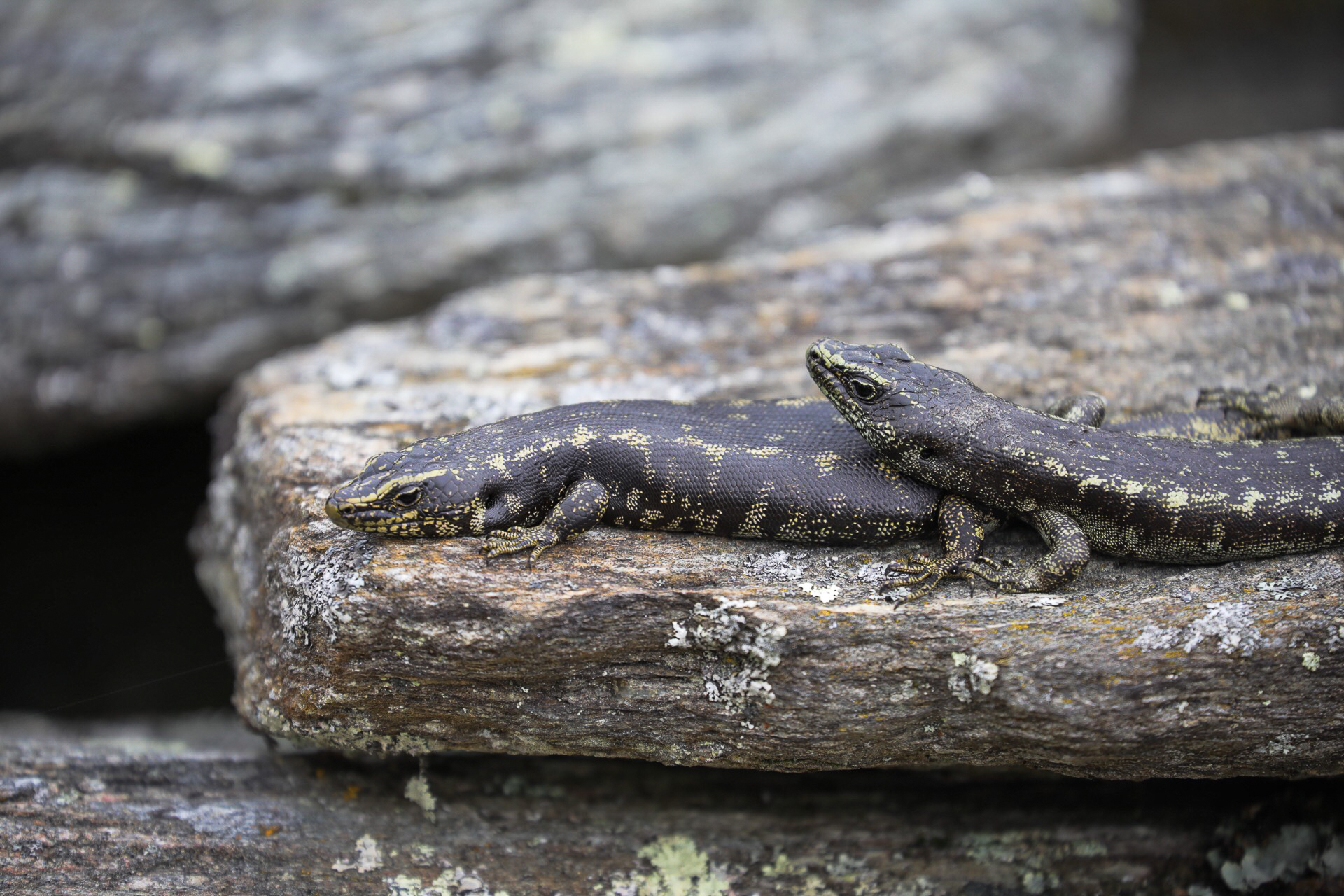 人気記事 - 蚕己ブログ