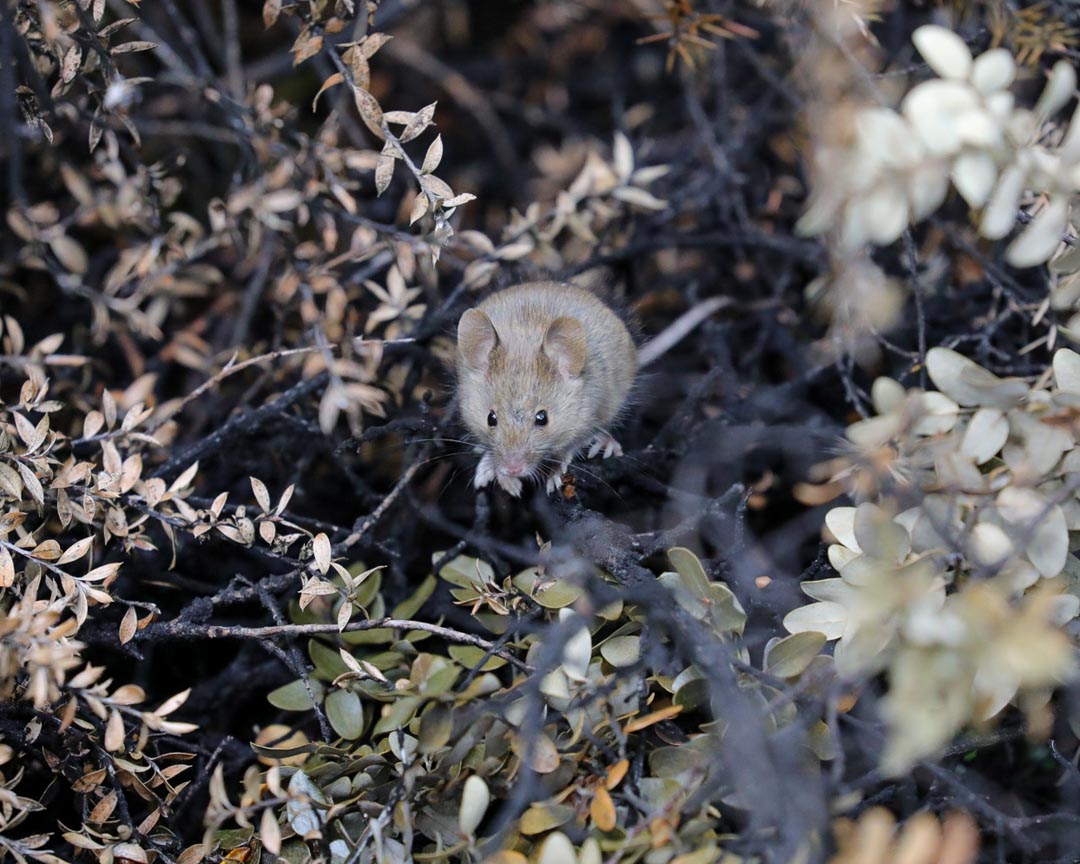 ニュージーランドにいる外来種のネズミ（house mouth）