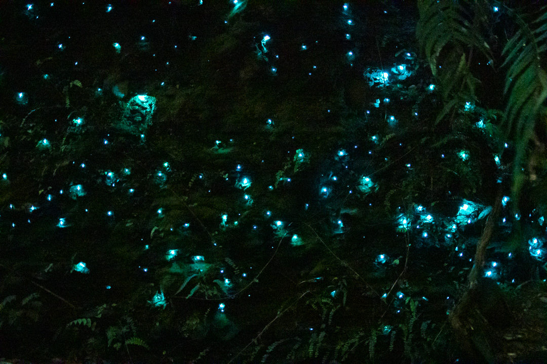 グローワーム：土ボタル